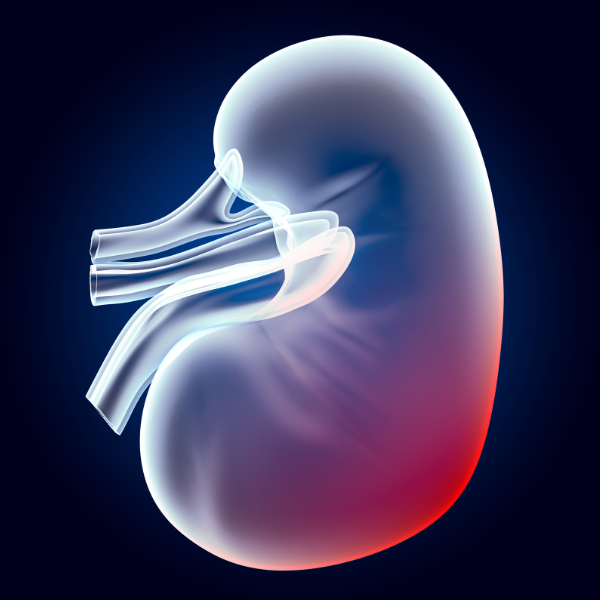 Renal Cell Carcinoma (RCC) - Patient Empowerment Network